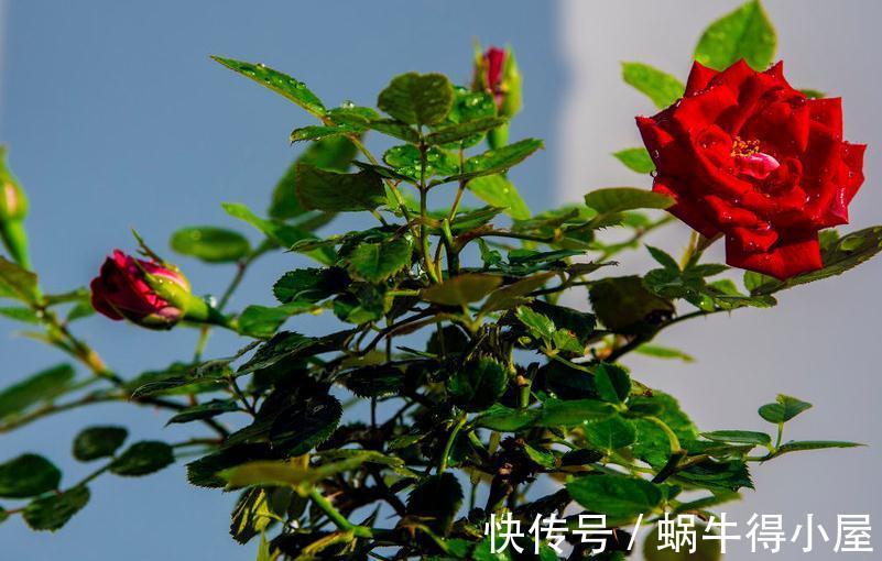微型玫瑰|好看的微型月季总是养不活,问题出在哪,一起来看看吧