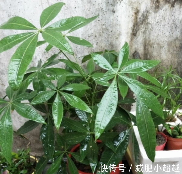 寓意好的发财树,这么养护,叶片不发黄!