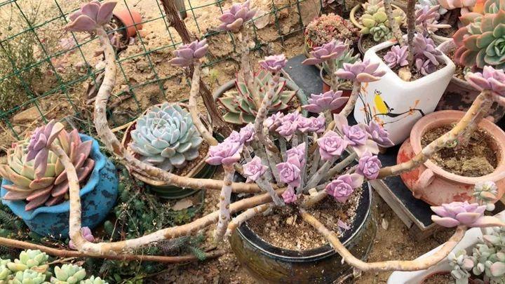 姐姐养了9年的多肉，没有买肥就用它，个个长成精！