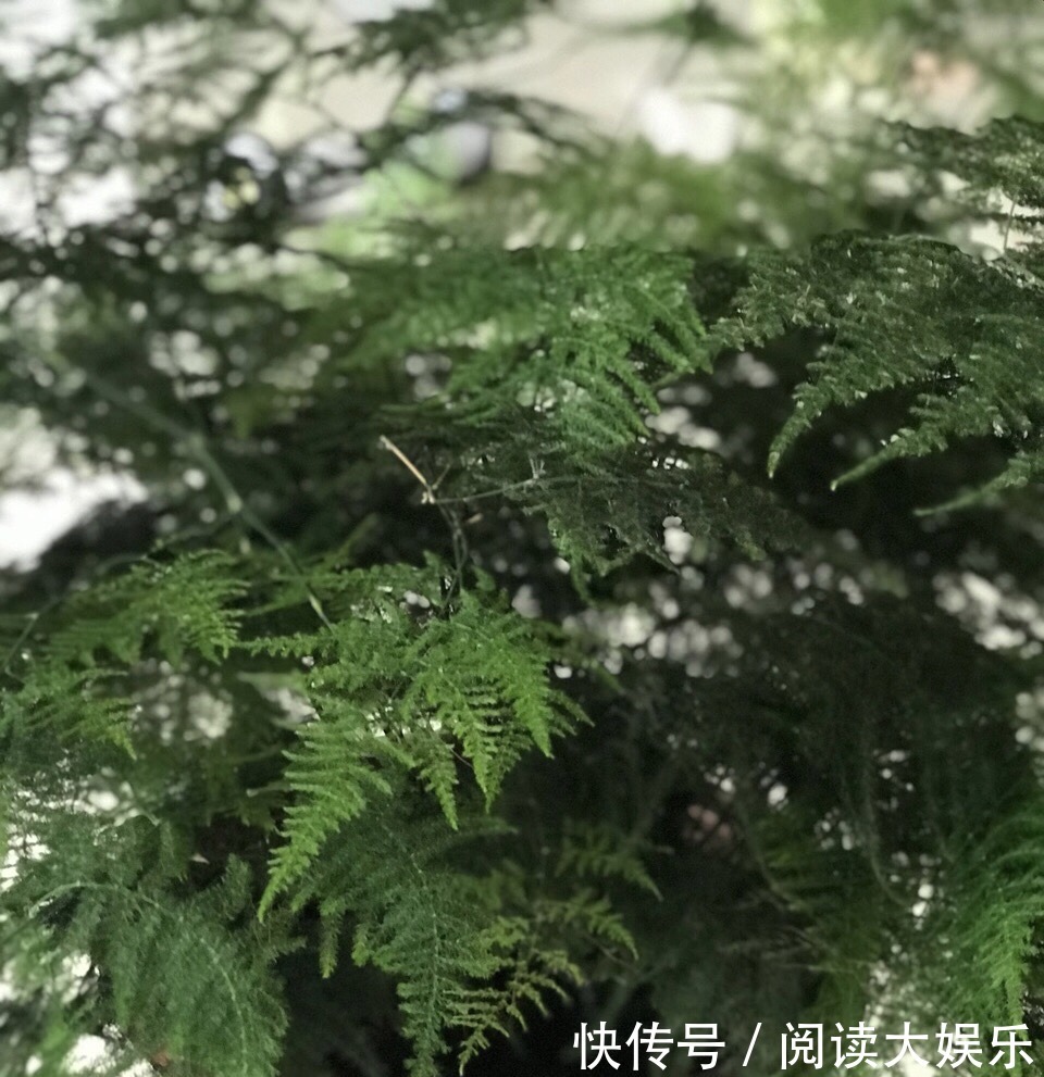 5种花“专吃土”,砸开花盆全是“大块根”,正确方法