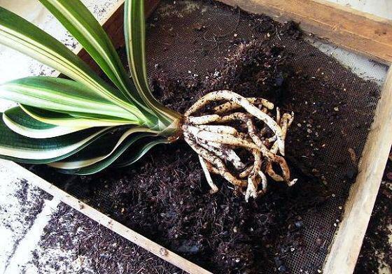 腐叶土|养花用什么土好这样“用土”,土不板结,茁壮生长,开花很旺