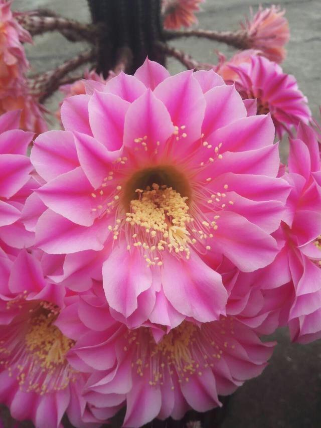 仙人球中的开花“战斗鸡”,5块钱一盆,四季开花不停,值的拥有