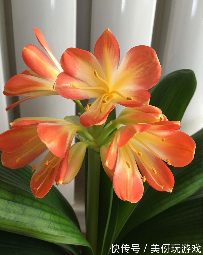 “顽固”君子兰，八年不开花？打开4个“小开关”，满盆花箭乱窜