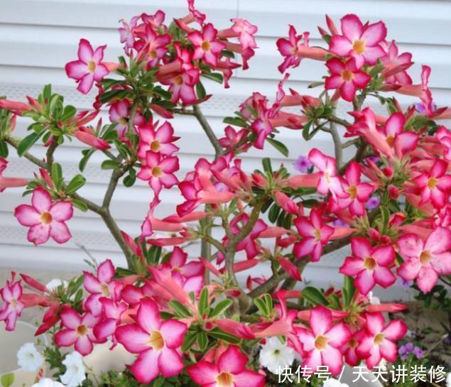 耐旱|新手养护花卉,就选好养易活、极耐旱的花卉,花开爆满枝!