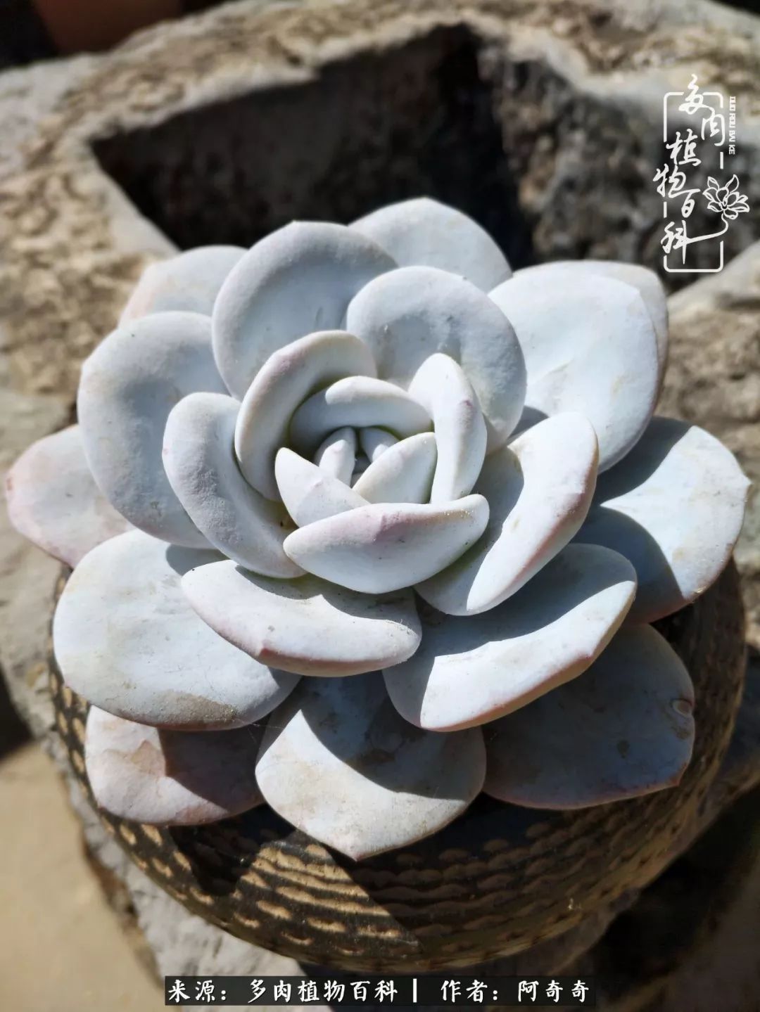 静心养多肉,只是为了在成人的世界里随波不逐流!