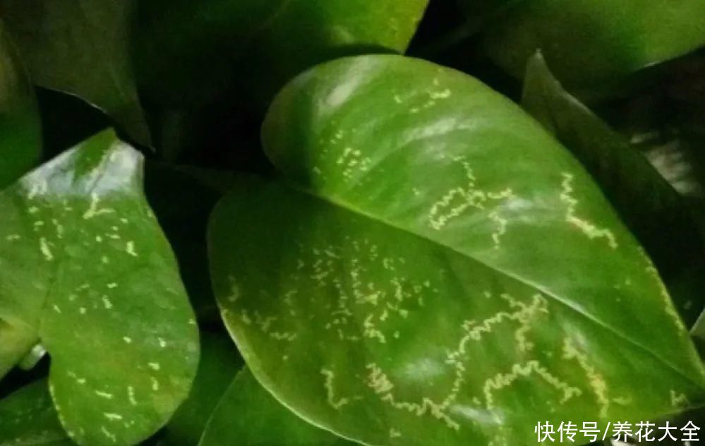 4月养花病虫害，白霜、黑斑、黄点儿···再不治就死光了