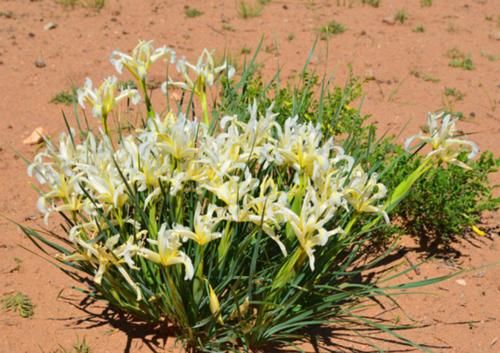 “马兰花马兰花，风吹雨打都不怕”，童谣马兰花究竟是什么花？
