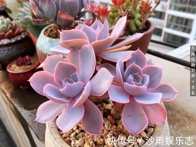 秋姑娘|秋天来了,你的多肉们做好季节交替的准备了吗
