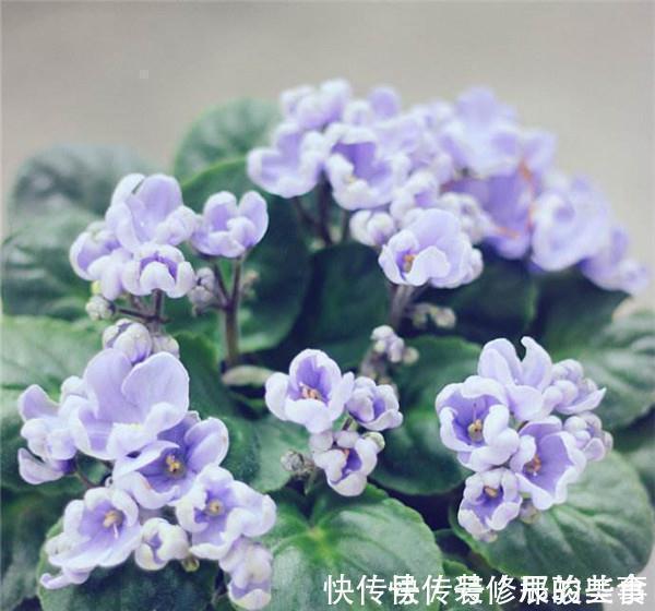 非洲堇|养花试试这几款,即使全年不见阳光的室内也可以长势良好