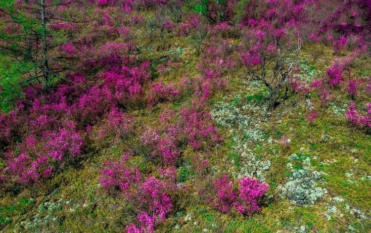 杜鹃湖畔毕拉河 醉红簇簇惹春风|美图 | 醉红簇簇惹春风