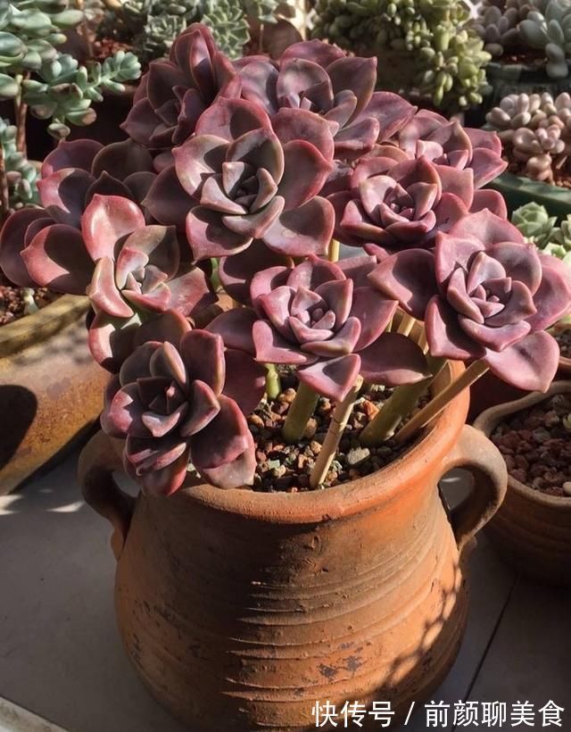 多肉|一种紫色“多肉”，5个养护小技巧，叶片肥，长成群生的漂亮老桩