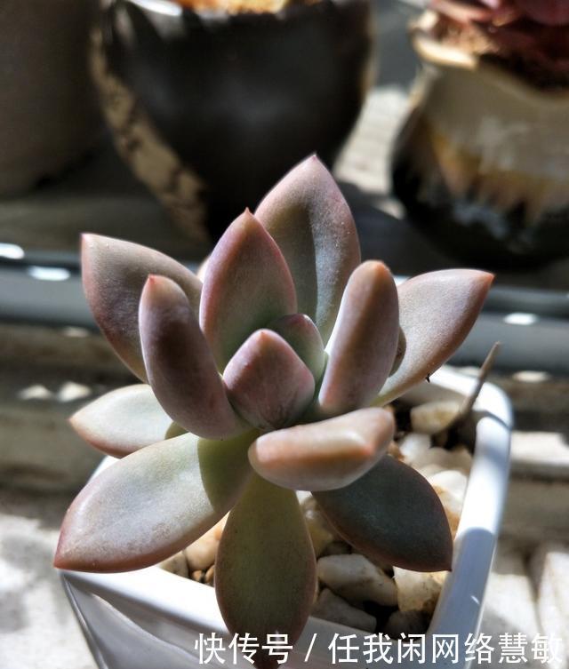 养了三年，多肉终于给点颜色瞧瞧了