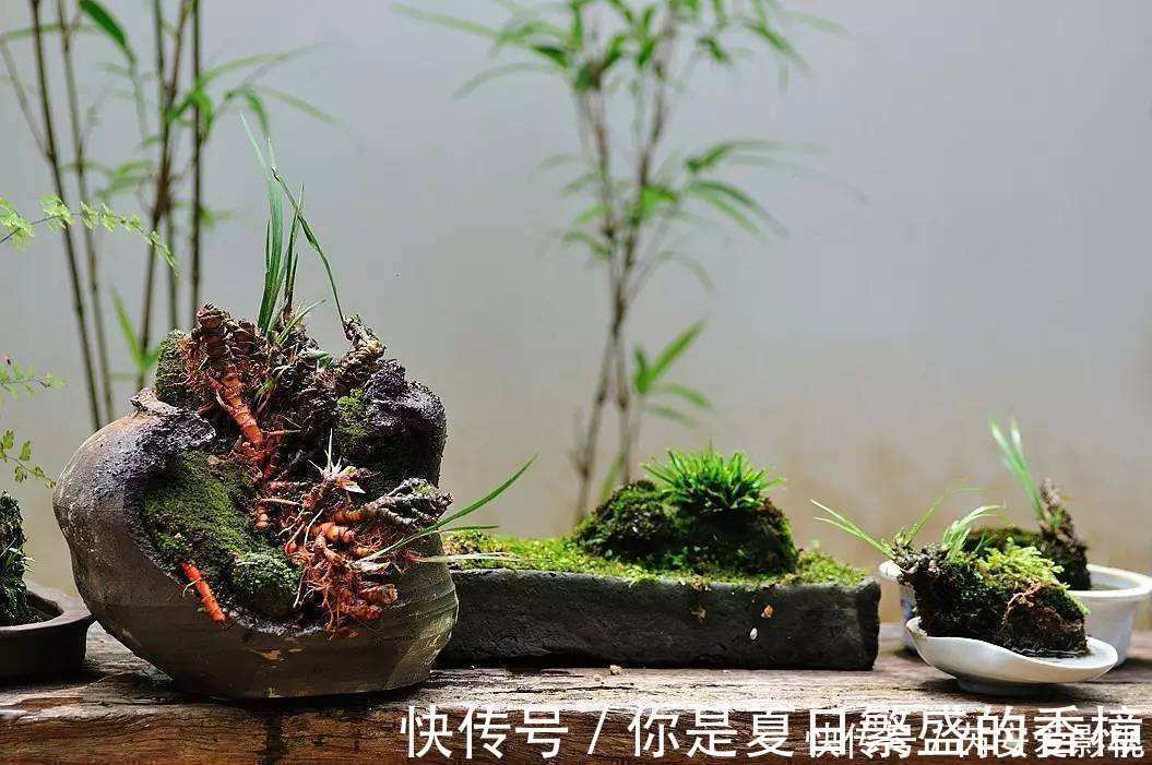 植物|菖蒲是盆景不可缺少的装饰植物,多浇水少施肥,湿着养