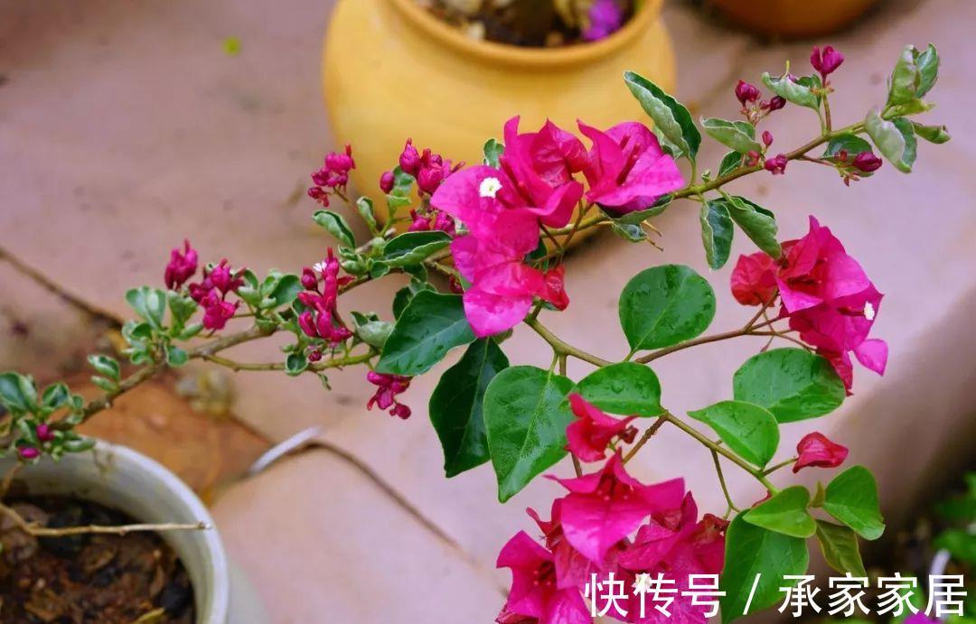 太阳花|8月中旬,养花首选这5种,爱开花不说,关键是好养