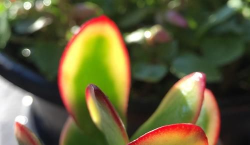 冬天养玉树“3多1少”，不仅长绿叶，还能“育新苗”，越养越旺