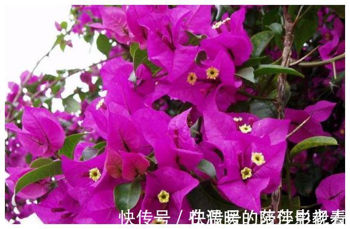 城市人|俗语：“花旺人不旺”，是什么意思，家里任何花都不能养？