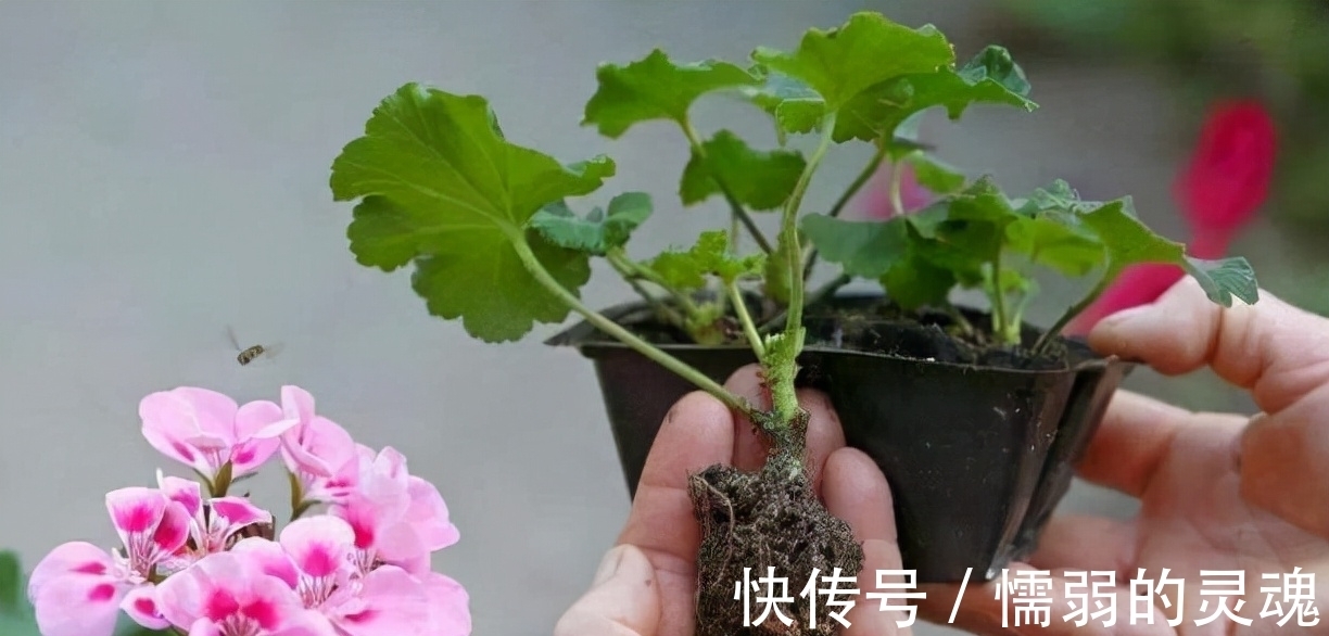 营养土|12月“扦插”3种花,明年春天就长花苞,超值