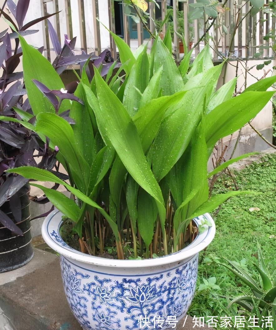 发财树|9种盆栽“耐阴王”,不见太阳也长得旺,养在家里超有范