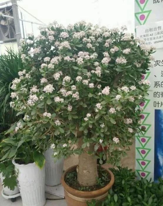 福气|懒人养花首选这三种，省心省力又好养，霸气镇宅添福气，人人都喜