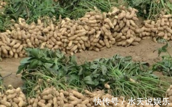 花生|花生养颜排毒、滋养补气,农民掌握病害防治,来年种出高产的花生