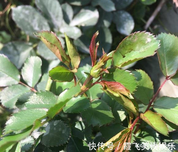肥料|给月季花施肥,盆栽的用鸡粪,地栽的用鱼肠,长得快,促开花