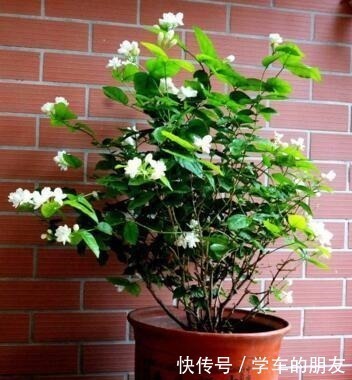 清香|养茉莉花,盆里埋1个“家家有的它”,花朵层层叠叠,清香又淡雅!