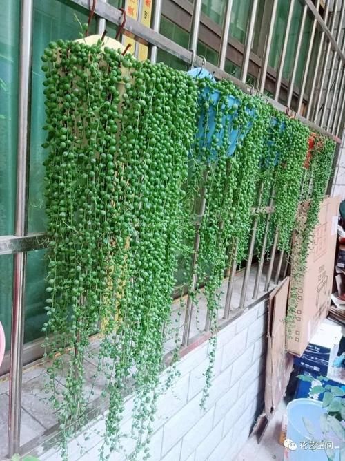三种网红垂吊植物，挂在家里，轻松养成绿森林