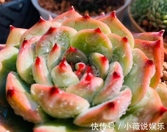 养花不能用大盆，这5种花挤在小盆里，才能长成精品