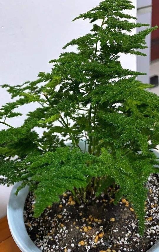 花草|养花时最爱“犯的5个错”，养一盆死一盆，全做过的请举手！