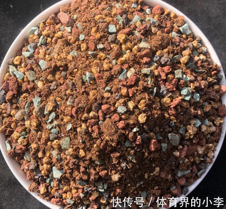最实用的多肉配土,无需复杂简单就好,多肉配土详解