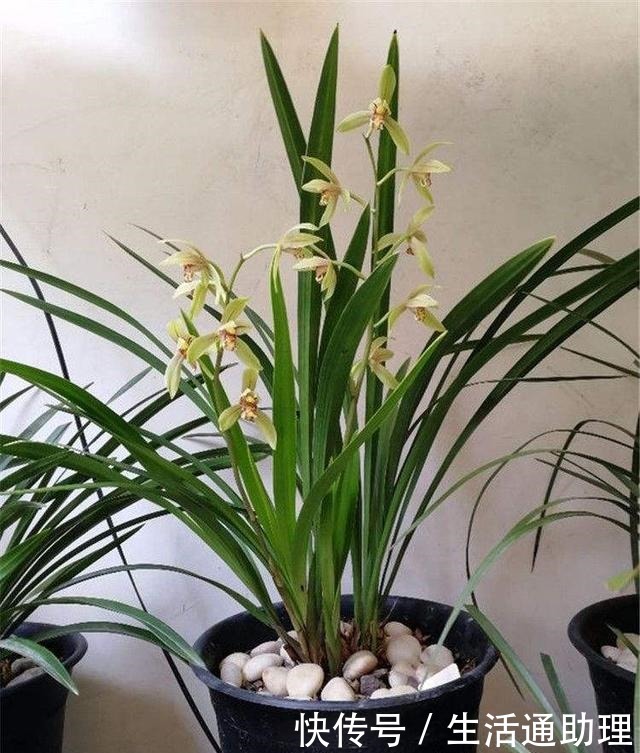 春季养兰花，要做“2件事”，花苞窜满了，开花芳香、长爆盆！