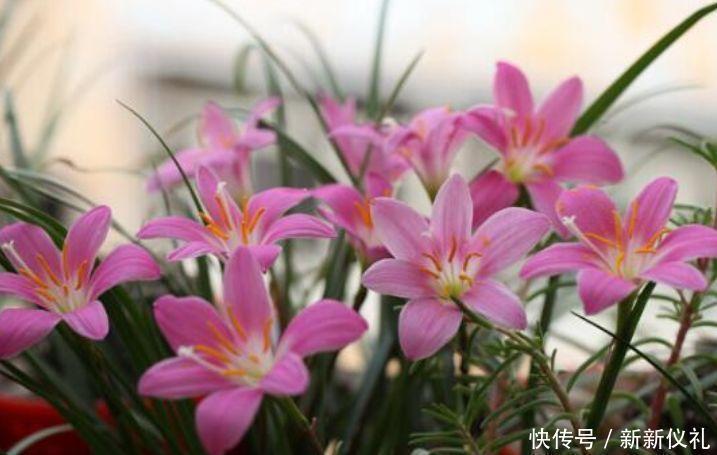 全年|最受欢迎的3种花,全年开花不停,花色艳丽,花开枝繁叶茂,美