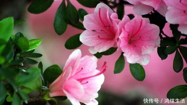 兰花|这3种花不好养,能养旺、开花的人,都是高手