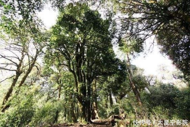 云南大山深处一村落：家家都住别墅，满山都是摇钱树收入不菲