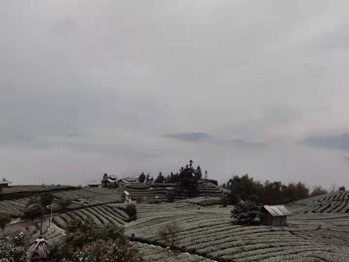 侗乡|飞雪迎春，带您一起去看侗乡茶园雪景