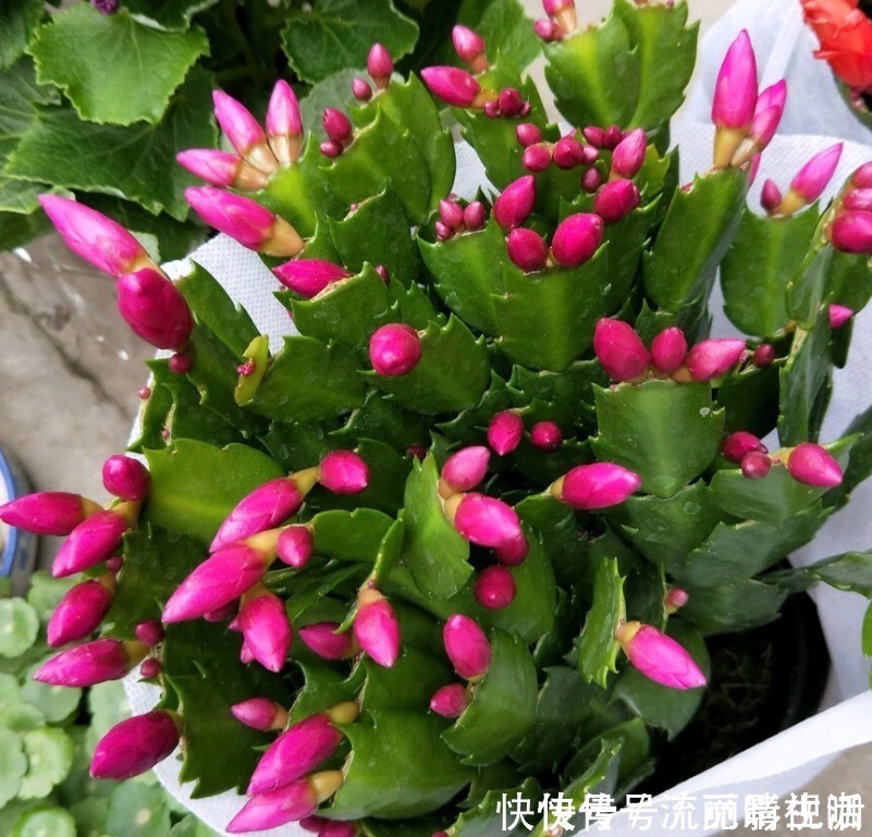 花朵|蟹爪兰爱吃“糖”，7天1次，花苞冒出来，满盆都是大花朵！