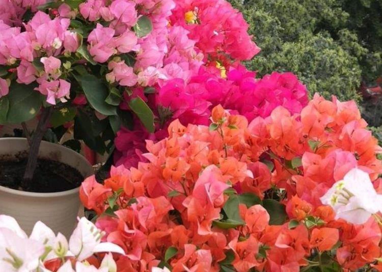 4种花好养易活,旺财又养人,花朵硕大花期长,家庭理想花卉盆栽