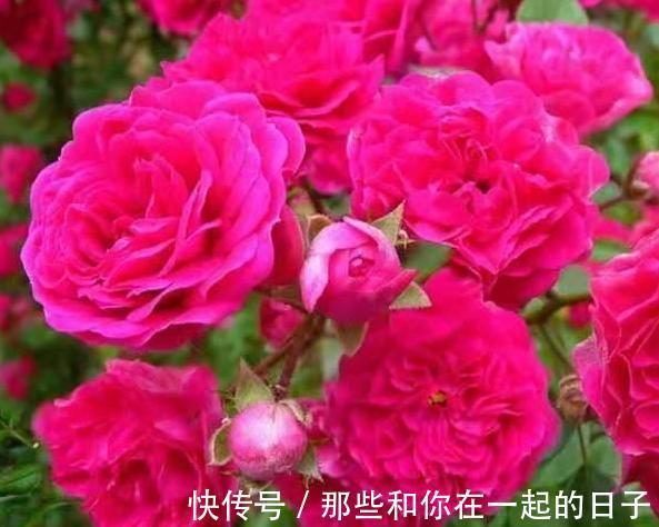 喜欢在家中养护漂亮的花卉,就选择花色艳,花期长,开花美丽的花
