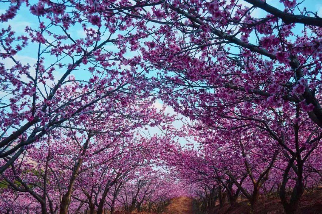 狗屎运|11月24日-11月29日，一生顺遂，富贵如雨，桃花朵朵开的4大生肖