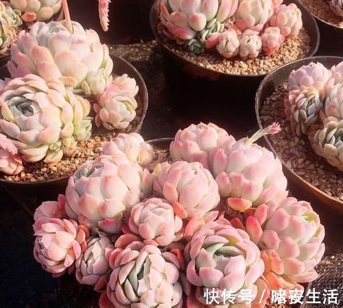 家里养多肉，给它喂勺神仙水，越长越旺盛，侧芽长不停！
