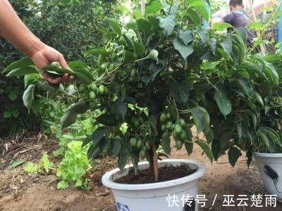 蓝莓|阳台再小，也要养4种果树，植株矮小，结果颇多，还能当盆栽欣赏