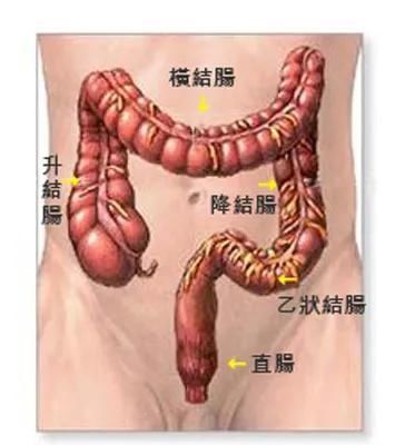 肠道|为何身边越来越多的人严重便秘到天天要用开塞露,有何解决方案?