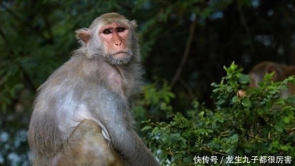 农历|属猴人：以下4个月份出生的“申猴人”天生上等命，看看你家有吗