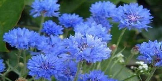 种子发芽温度|养花却不知道什么时候播种,看了此个就知道了