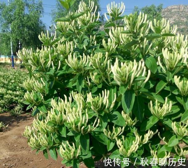 家中养3种“健康花”,种一次年年有花赏,花色鲜艳对身体好