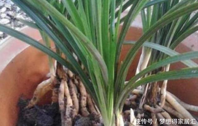 养好|居家养花,“小妙招”不能乱学,要了解什么对花好,才能真正养好