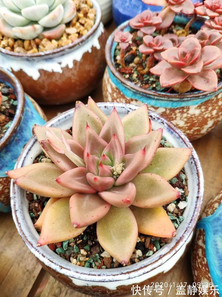 多肉是戒不掉的瘾!多肉小白入坑一年小记!