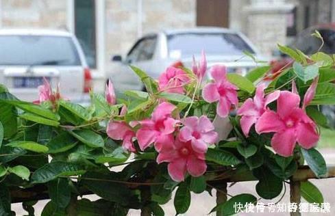 这五种花儿,一个枝条就能种,爬藤爬满墙,开花又多又漂亮