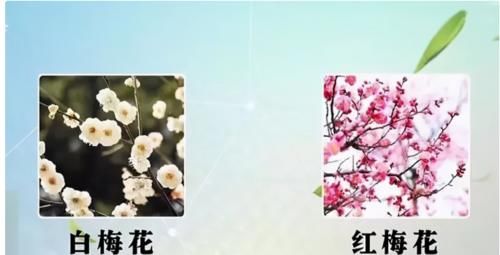 知晓率|中医药治疗甲状腺结节有优势，1药1茶双管齐下，可健脾疏肝