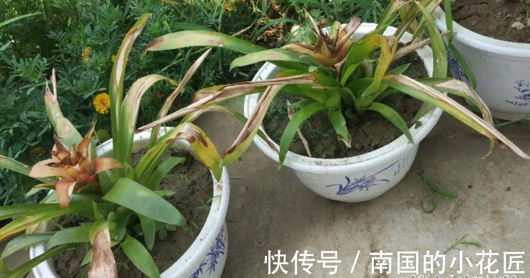 叶片|夏天怕晒的花,赶紧搬到阴凉地儿,再晒成枯杆了
